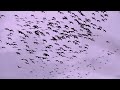 CRAZY 4 Man Goose Hunting Non-Stop Action! (75 BIRD HUNT)