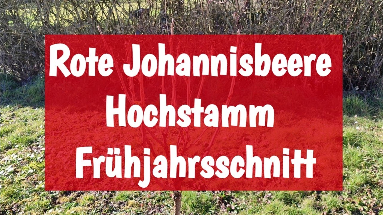Rote Johannisbeere Hochstamm richtig schneiden | Anleitung ✂️