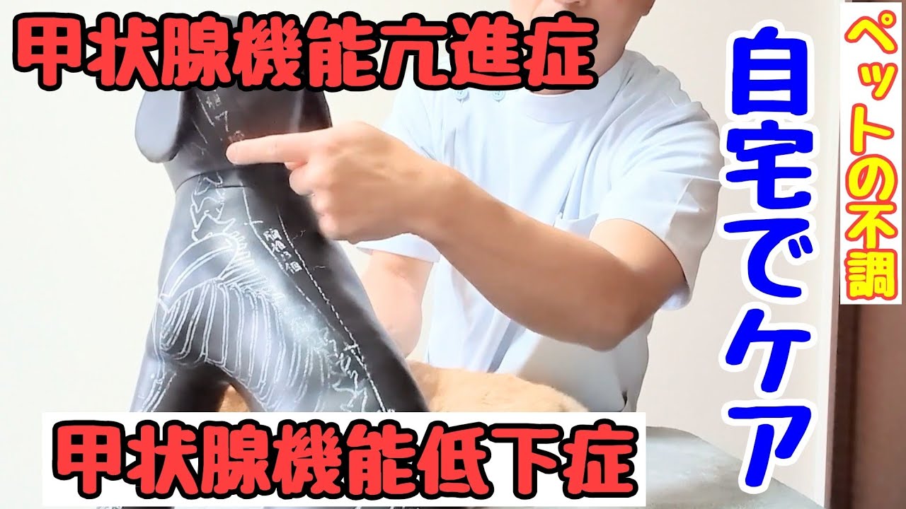 【甲状腺の病気】ペットの甲状腺機能低下症、甲状腺機能亢進症でお悩みの飼い主様へ