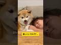 犬と心が通じ合うと起こる事… #柴犬 #shortvideo