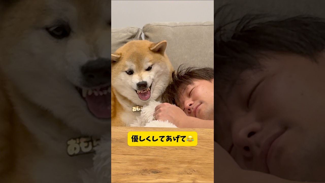 犬と心が通じ合うと起こる事… #柴犬 #shortvideo
