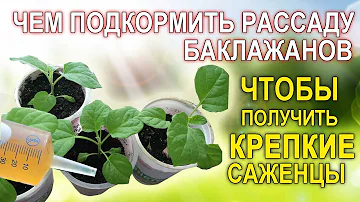 Чем подкормить рассаду баклажанов, чтобы получить крепкие и красивые саженцы