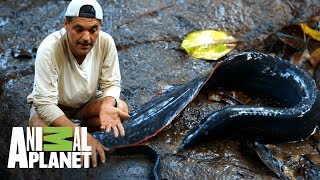 ¡Anguila de fuego ataca a Frank! | Wild Frank: En busca del dragón | Animal Planet