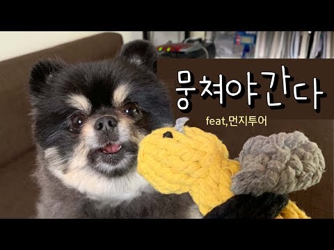 우리동네를 소개하는 강아지, 뭉쳐야 간다 !!! 블랙탄포메라니안 먼지투어