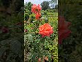 rose🌹 flowers #rose#flowers #nature #garden#viral #viralshorts