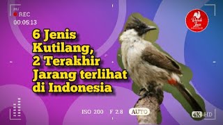 6 Jenis kutilang, 2 terakhir jarang terlihat #birds #kutilang #burung #burungkicau