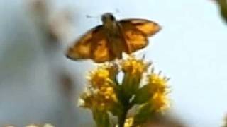 Slow Motion Insect Fly-Offs 300/600fps Casio EX-F1 V06291