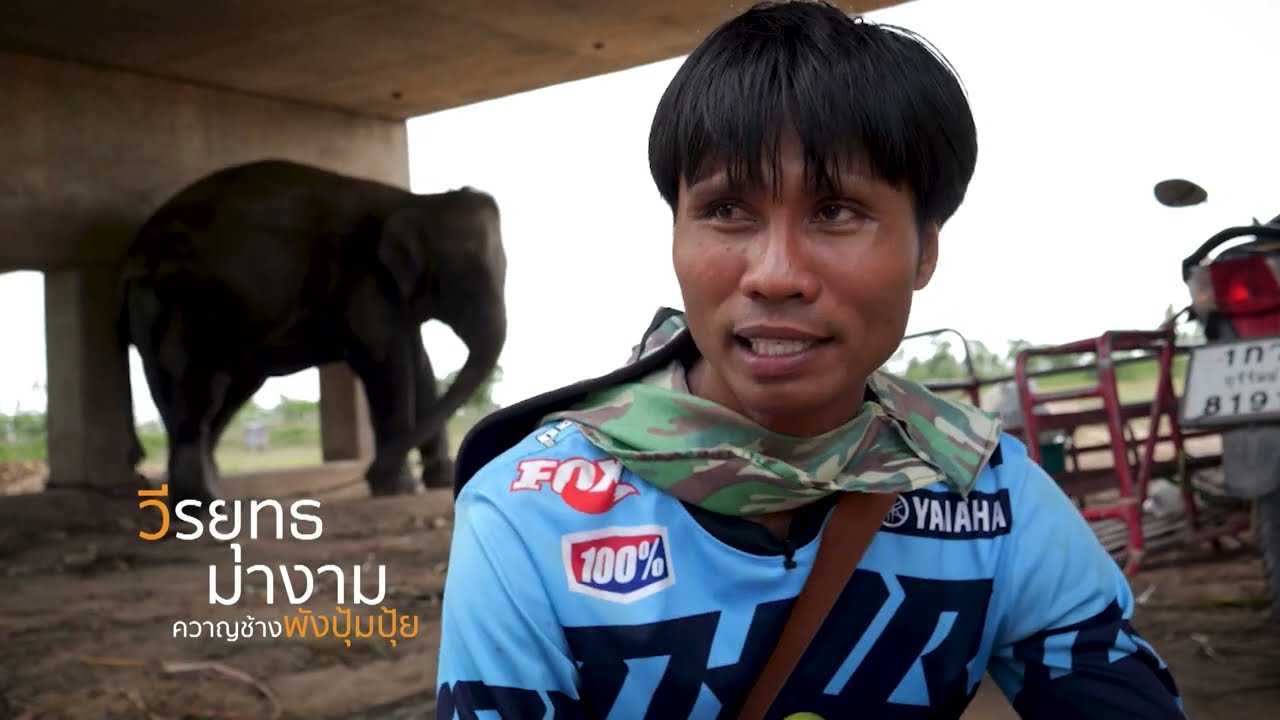 วิถีคนเลี้ยงช้าง ในโลกยุคใหม่ | เบิกทาง The Pilot