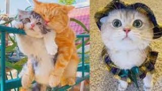 「귀여운 고양이」웃지 않으려 노력하십시오 가장 웃긴 고양이 영화 #21 😸