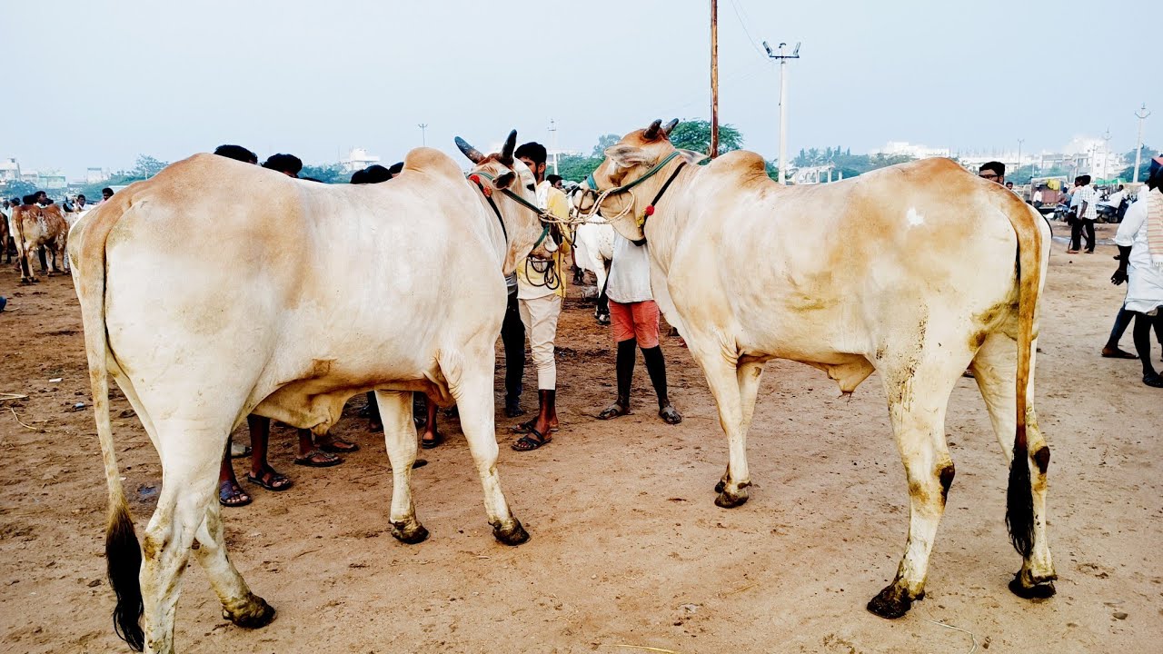 పెబ్బేరు సంతలో గోధుమ పుల్ల ఎద్దుల రేట్లు-pebbair ongole cattles market-pebbair market-pebbair santha