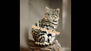 Gato De Patas Negras O Deus Dos Felinos