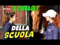 TI PRESENTO I CAVALLI DELLA MIA SCUOLA di EQUITAZIONE - DANIKA EQUESTRIAN TEAM by TeleSilvia