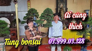 SH.9017. Chơi phong cách bonsai thật sang trọng như thế này ai cũng thích. Đth liên hệ 03.999.03.128
