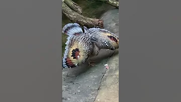 Солнечная цапля