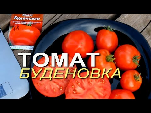 БУДЁНОВКА! ОБЗОР СОРТОВ ТОМАТОВ! Советы от ЗЕЛЕНОГО ОГОРОДА!