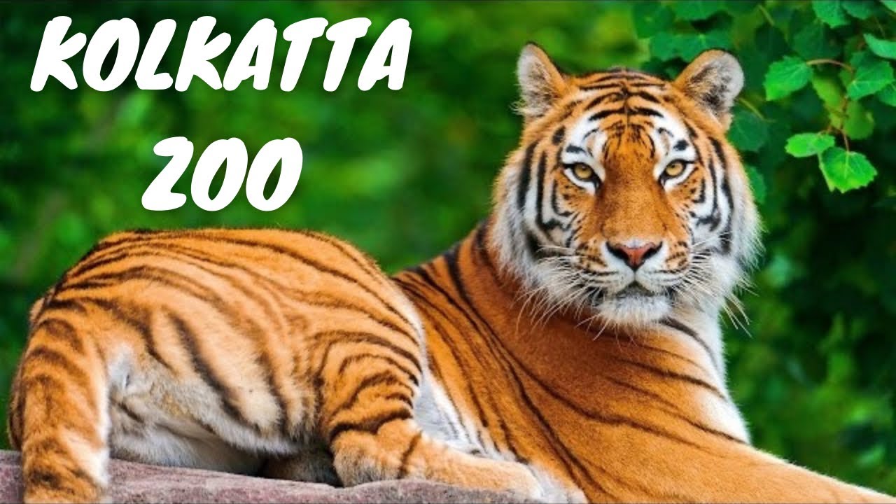 Alipore Kolkata Zoo India 🇮🇳 | Bengal Tiger Leopard Hippopotamus - YouTube