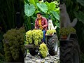 "Grape Tractor Farmer & His Royal White Cat 🍇🚜🐱 | AI Farming Fantasy Gone WILD 😍✨"