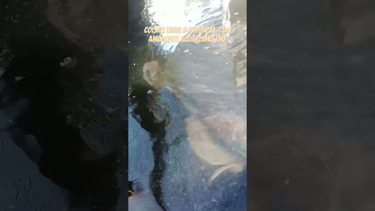 #fishing #motiva&ccedil;&atilde;o #dicasdepescadetilapia #peixes #aquaponia tilapias comendo p&atilde;o