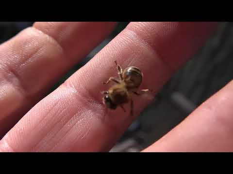 Videó: Hogyan Lehet Enyhíteni Az Otthoni Méhcsípés Duzzanatát