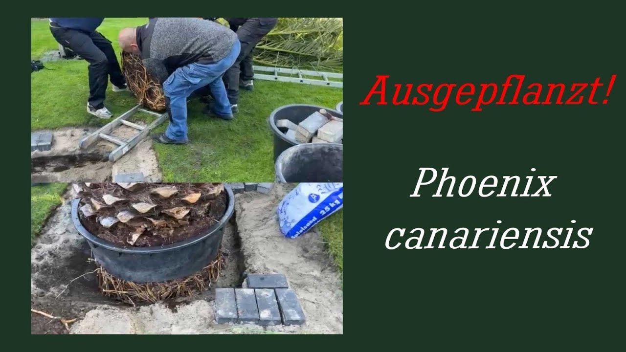 Phönix ausgepflanzt