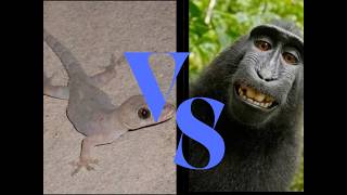 Macaco VS Loong Dourado