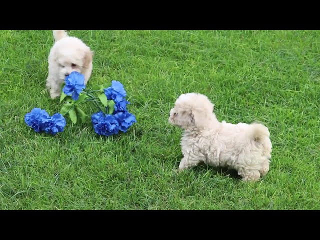 Oliver video thumbnail