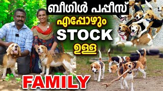 എപ്പോഴും BEAGLE PUPPY STOCK ഉള്ള ദേവികയുടെ കിടിലന്‍ KENNEL | Top Quality Beagle Dogs | BEEGU PETS