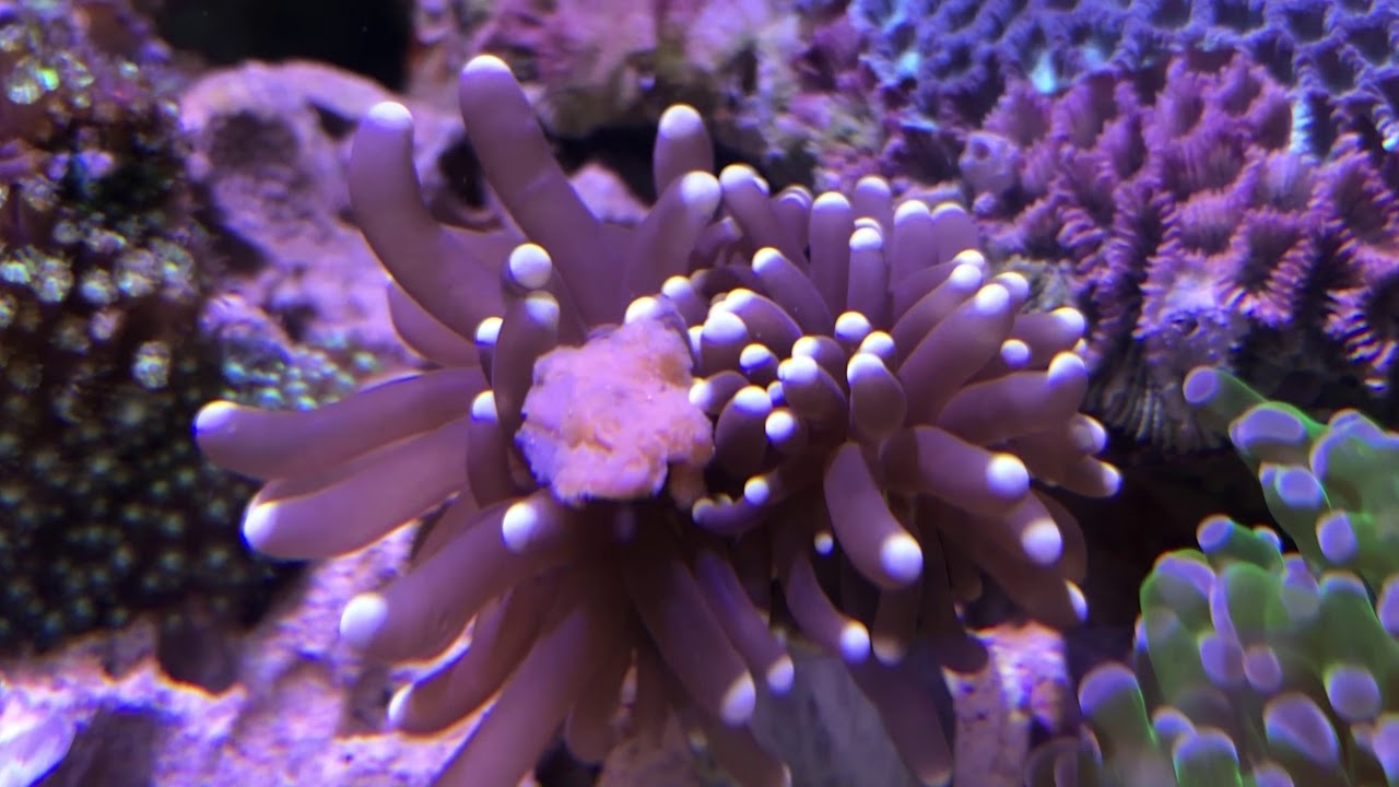 【SSTV】 Torch Coral Eating TimeLapse Video YouTube