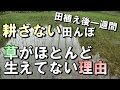 【自然農】　2022年7月6日　田植えから一週間　耕さない田んぼなのに草がほとんど生えてない理由　【natural farming】