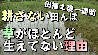【自然農】　2022年7月6日　田植えから一週間　耕さない田んぼなのに草がほとんど生えてない理由　【natural farming】
