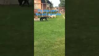 big dogs part 1 like and subscribe #coversong #singer #vintage #beauty  #classicpop #adorabledog