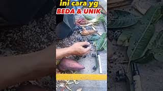 stek mangga dengan perangsang akar alamishorts pertanianorganik stekbatang mangga idekreatif