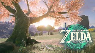 Hyrule Field Cherry Blossom TreeTears of the KingdomZELDA Ambience