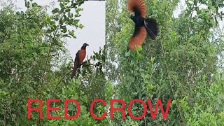 Red Crow Video Bird Video