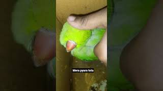 cute parrot voice 🦜🦜#viral #love #song #ytshorts#rachnasingh