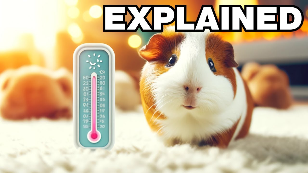 Perfect temperature for guinea pigs - YouTube