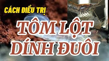 TÔM LỘT DÍNH ĐUÔI VÀ CÁCH ĐIỀU TRỊ | Trương Anh Quang Official