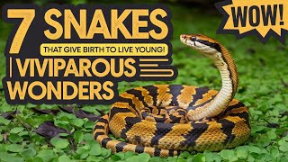 7 Snakes That Give Birth To  Young  Viviparous Wonderssnakeswildlife snakefacts anaconda