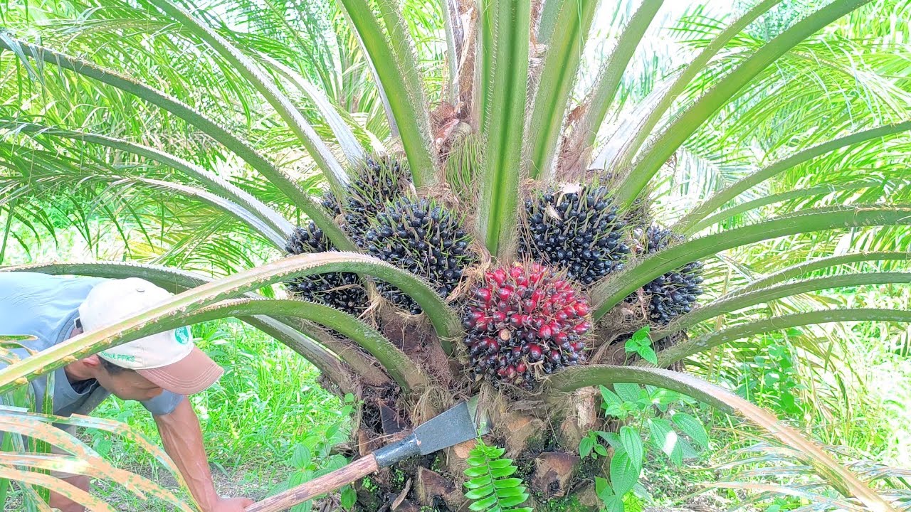 Урожай 540 масличных пальм PPKS возрастом 4 года 8 месяцев 16 дней