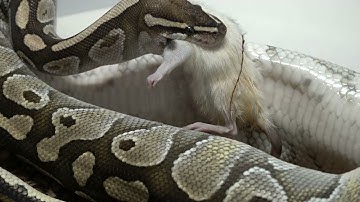 Python slowly drags rat into coils of death / warning live feeding