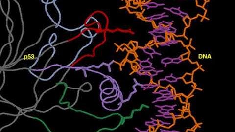 18 3 p53 DNA Complex