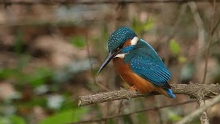 Kingfisher