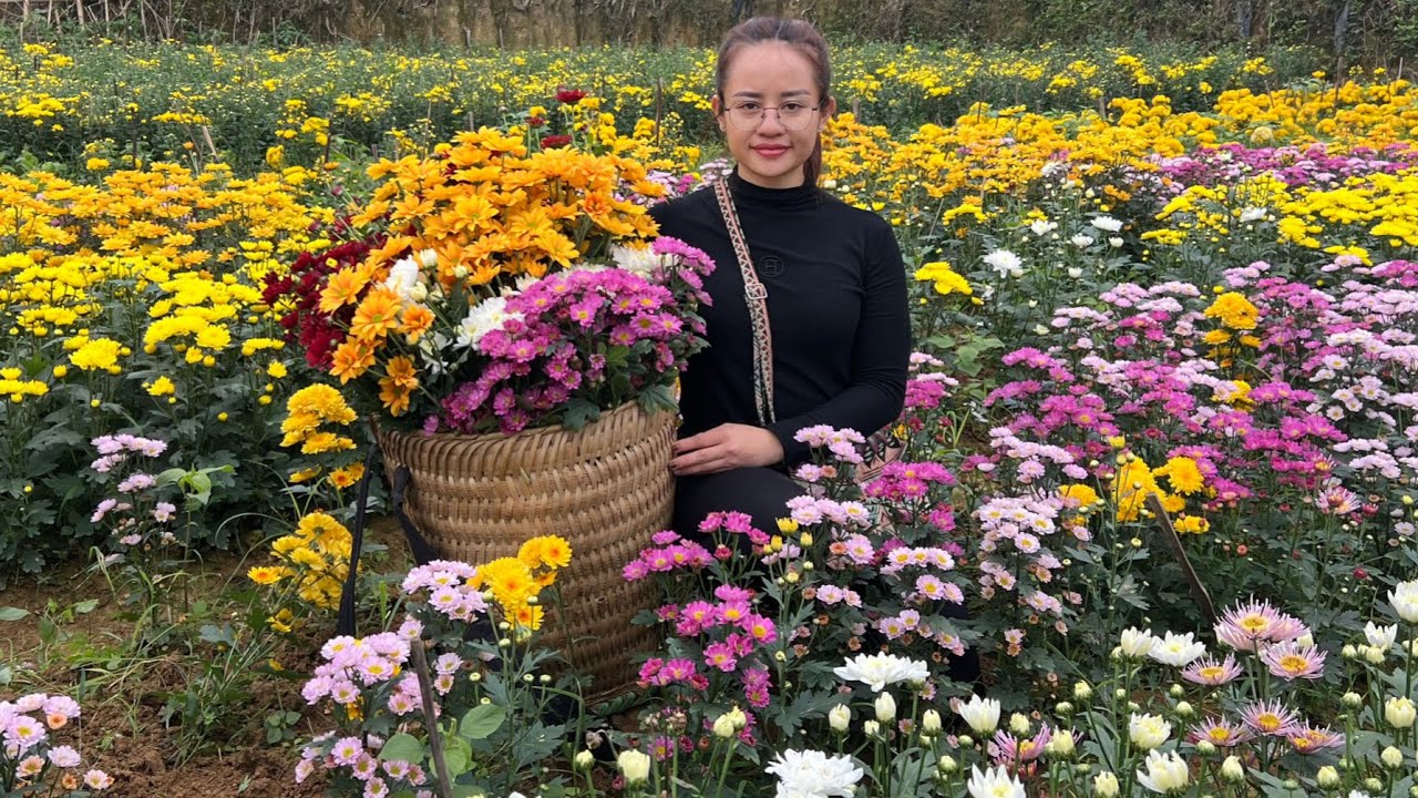 Harvest a garden of yellow chrysanthemums to sell at the market and garden