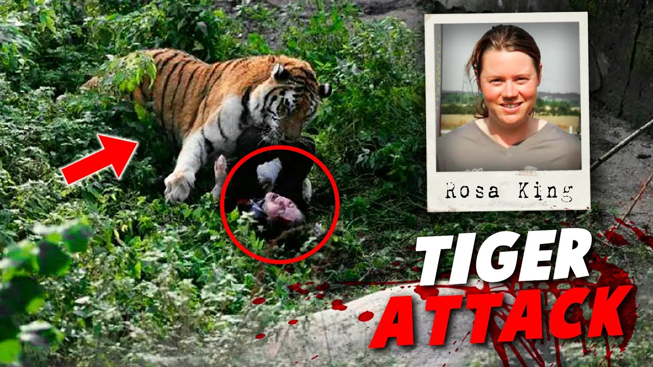The HORRIFYING Last Minutes Of Rosa King By Tiger Attack YouTube The HORRIFYING Last Minutes Of Rosa King By Tiger Attack YouTube