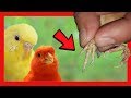 ❌ COMO CURAR LAS PATAS DE LOS PAJAROS ❌ PROBLEMAS EN LAS PATAS DE LOS CANARIOS PERIQUITOS