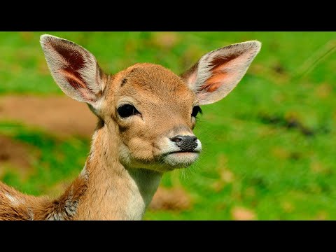 Video: Ciervo del norte de Europa: descripción con foto, características de la especie y hábitat