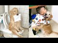 Try Not To be Surprised - Cute Funny and Smart Dogs Compilation (2020)