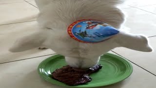 Happy Birthday Sultan!!! Dog Vlog 2