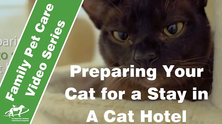 Preparing your cat for a stay in a cat hotel- Companion Animal Vets