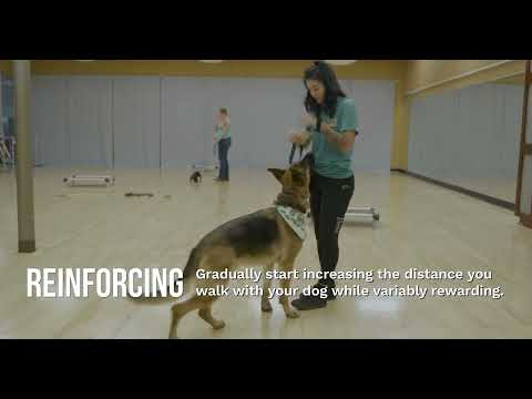 Advanced Skills  Off Leash Precision Heel thumbnail